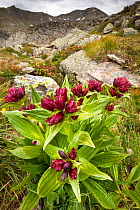 Danube Gentian (Gentiana pannonica) in flower,  Nordtirol, Tirol, Austrian Alps, Austria, 2300 metres, July.