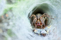 Labyrinth Spider (Agelena labyrinthica) awaiting prey in its funnel web. Nordtirol, Tirol, Austrian Alps, Austria, 1700 metres altitude, July.