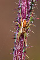Raft Spider (Dolomedes fimbriatus) juvenile on thistle stem. Naturpark Kaunergrat, Nordtirol, Tirol, Austian Alps, July.