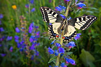 Wide angle view of Common Swallowtail Butterfly (Papilio machaon) resting on Viper's Bugloss / Blueweed (Echium vulgare) in alpine meadow. Nordtirol, Tirol, Austrian Alps, Austria, 1700 metres altitud...