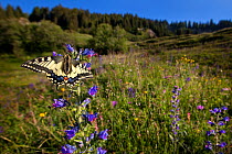 Wide angle view of Common Swallowtail Butterfly (Papilio machaon) on Viper's Bugloss / Blueweed (Echium vulgare) in alpine meadow. Nordtirol, Tirol, Austrian Alps, Austria, 1700 metres altitude, July.
