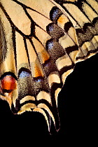 Common Swallowtail butterfly (Papilio machaon) wing close up showing detail of scales. Nordtirol, Tirol, Austrian Alps, Austria, 1700 metres altitude, July.