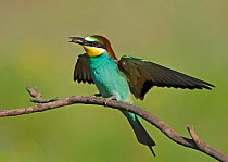 Bee Eater (Merops apiaster) with a bee in its beak as part of its courtship display. Castro Verde, Alentejo, Portugal, April.