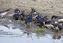 House Martins (Delichon urbicum) collecting mud for nestbuilding. Northumberland, UK, May.