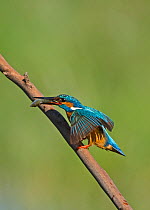 Kingfisher (Alcedo atthis) landing on branch with a fish in its beak. Castro Verde, Alentejo, Portugal, April.