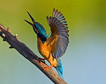 Kingfisher (Alcedo atthis) territorial display to warn rivals. Castro Verde, Alentejo, Portugal, April.