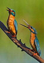Kingfishers (Alcedo atthis) engaged in threat display to warn tresspassing rival. Castro Verde, Alentejo, Portugal, April.