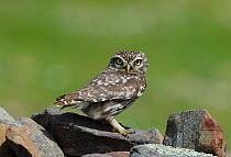 Little Owl (Athene noctua) perched on stones. Castro Verde, Alentejo, Portugal, March.