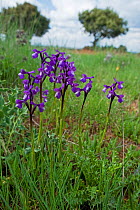 Loose-flowered Orchids (Anacamptis laxiflora) growing in a meadow near Guijelo. Salamanca province, Spain, June.
