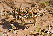 Coloured and marked variation of the Natterjack Toad (Bufo calamita). Iberia Alcantara, Extremadura, Spain, May.