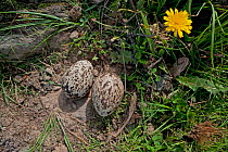 Stone-curlew (Burhinus oedicnemus) nest and eggs. Castro Verde, Alentejo, Portugal, April.