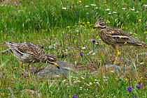 Stone-curlew (Burhinus oedicnemus) pair as they switch over tending the nest. Castro Verde, Alentejo, Portugal, April.