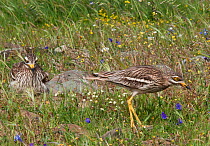 Stone-curlew (Burhinus oedicnemus) pair as they switch over tending the nest. Castro Verde, Alentejo, Portugal, April.