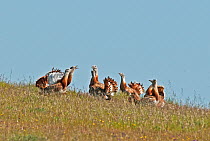Great Bustards (Otis tarda) arriving at the lek to display and fight. Guerreiro, Castro Verde, Portugal, March.
