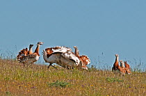 Great Bustards (Otis tarda) congregating at the lek to display and fight. Guerreiro, Castro Verde, Alentejo, Portugal, March.