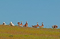Great Bustards (Otis tarda) congregating at the lek to display and fight. Guerreiro, Castro Verde, Alentejo, Portugal, March.
