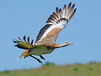 Female Great Bustard (Otis tarda) in flight. Guerreiro, Castro Verde, Portugal, March.
