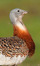 Great Bustard (Otis tarda) male head in profile. Guerreiro, Castro Verde, Portugal, April.