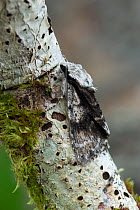 Alder moth (Acronicta alni) camouflaged on birch bark, Crom Castle Estate, County Fermanagh, Northern Ireland, UK, June