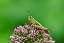 Common green grasshopper (Omocestus viridulus) resting on flowers, Brackagh Moss NNR, County Armagh, Northern Ireland, UK, June