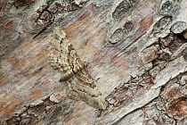 Double-striped pug moth (Gymnoscelis rufifasciata) resting on tree bark, Banbridge, County Down, Northern Ireland, UK, July