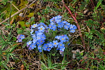Forget me not flowers (Eritrichium nanum)  Apennine Mountains, Italy, May