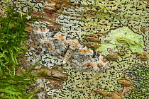 Foxglove pug moth (Eupithecia pulchellata) resting with wings open, camouflaged on lichen covered wood, Peatlands Park, County Armagh, Northern Ireland, UK, June