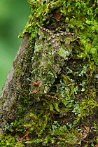 Green arches moth (Anaplectoides prasina) camouflaged on moss covered tree trunk, Peatlands Park, County Armagh, Northern Ireland, UK, June