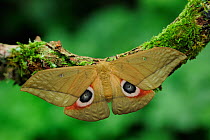 Saturnid moth (Lobobunaea goodii)