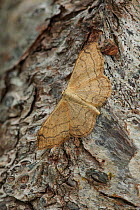 Riband wave moth (Idaea aversata) resting with wings open on tree bark, Banbridge, County Down, Northern Ireland, UK, July