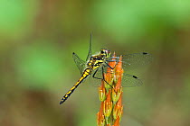 Black sympetrum dragonfly (Sympetrum danae) male resting on Bog Asphodel, Montiaghs Moss,  County Antrim, Northern Ireland, UK, July