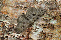 Willow beauty moth (Peribatodes rhomboidaria f. perfumaria) resting on bark, Banbridge, County Down, Northern Ireland, UK, July