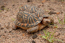 Tent Tortoise (Phylobates / Psammobates tentorius). Little Karoo, Western Cape, South Africa, July.