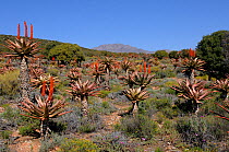 Bitter Aloe (Aloe ferox) flowering in arid landscape. Little Karoo, Western Cape, South Africa, August.