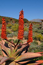 Bitter Aloe (Aloe ferox) flower spikes in arid landscape. Little Karoo, Western Cape, South Africa, August.