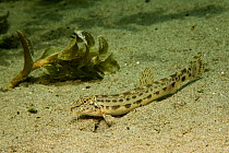 Spined loach (Cobitis taenia) on riverbed, Europe, May