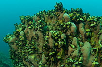 Underwater rock with endemic Mussels (Dreissena presbensis / stankovici) and Sponges (Spongilla stankovici) Albania, Eastern Europe, May