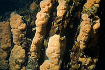 Underwater rock with endemic Mussels (Dreissena presbensis / stankovici) and Sponges (Spongilla stankovici) Albania, Eastern Europe, May