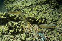 European eel (Anguilla anguilla) on riverbed amongst endemic Mussels (Dreissena presbensis / stankovici), Albania, Eastern Europe, May