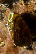 Endemic Mussel (Dreissena presbensis / stankovici), Albania, Eastern Europe, May