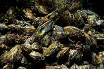 endemic Mussels (Dreissena presbensis / stankovici), Albania, Eastern Europe, May