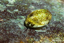 Endemic freshwater snail on rock with antennae extended, Albania, Eastern Europe, May
