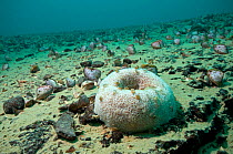 Lake bed with endemic Sponge (Porifera), Shrimps (Ohridaspongia rotunda) and Mussels, Albania, Eastern Europe, May