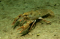 European freshwater crayfish (Astacus astacus) crossing lake bed, Albania, Eastern Europe, May