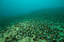 Endemic Mussels (Dreissena presbensis / stankovici) on lake bed at -36 meters, Albania, Eastern Europe, May