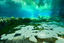 Underwater freshwater springs in the River Black Drim, Albania, Eastern Europe, May 2009