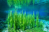 Aquatic plants in River Black Drim, Albania, Eastern Europe, May