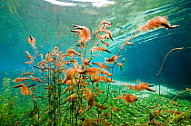 Aquatic plants on river bed, River Black Drim, Albania, Eastern Europe, May 2009