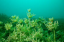 Reproductive structures of Stoneworts, freshwater green algae, Lake Ohrid, Albania, Eastern Europe, May