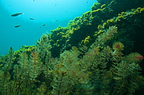 Underwater landscape with Moranec ./ Albania roach and water milfoil, Gradiste, Lake Ohrid, Albania, Eastern Europe, May